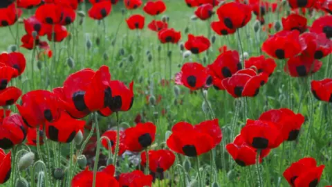 BBC A close image of poppies growing at the Royal Botanic Gardens in London