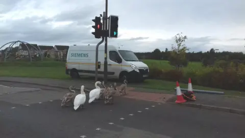 Scottish SPCA Swans