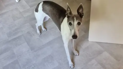 Anna Railton Arthur, a grey and white whippet