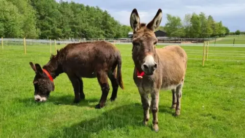 Two donkeys. The donkey on the left has a dark brown coat and is eating grass. The donkey on the right has a light brown coat and is looking at the camera. They both have red collars on and are stood in a field with green grass. Fencing can be seen in the background, as well as groups of trees. 
