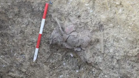 Oxford Archaeology East Skull collapsed into ribs in pit burial, Whittington Way