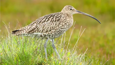 Getty Images Curlew
