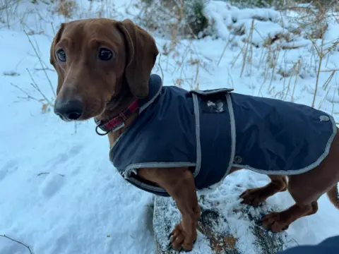 Philip Yiu Brown dachshund wearing a coat, standing on snowy grass