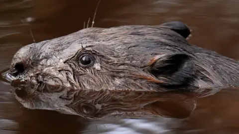 PA Media Beaver swimming in the water