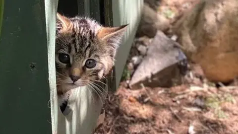 Wildcat kitten at Highland Wildlife Park