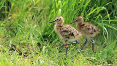 Georgette Taylor  Two chicks