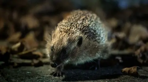 Image shows hedgehog walking through leaves on the ground.