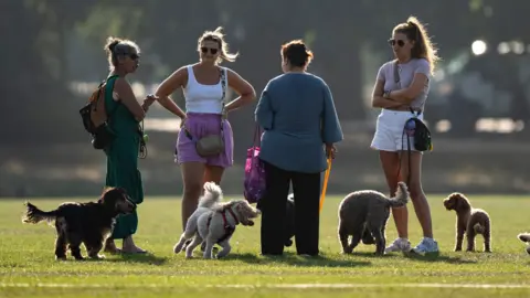 A group of four women surrounded by dogs in a London park. The sun is shining and it looks very warm.