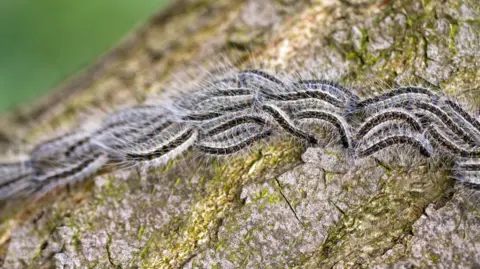 The image shows oak processionary moth (OPM) caterpillars on the move on a tree.