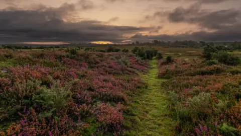 John Myall Sunrise at Matley Wood near Lyndhurst