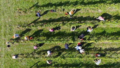 Getty Images Four rows of vines in a field, seen from directly above on a sunny day. Several people are tending to the vines, picking grapes.