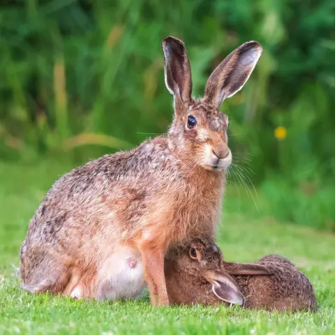 Andrew Fusek Peters A mother hare sits on a lawn with her suckling leveret.