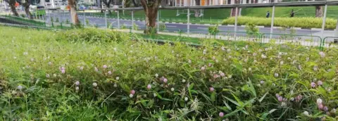 Ria Tan Flowers by the road in Singapore