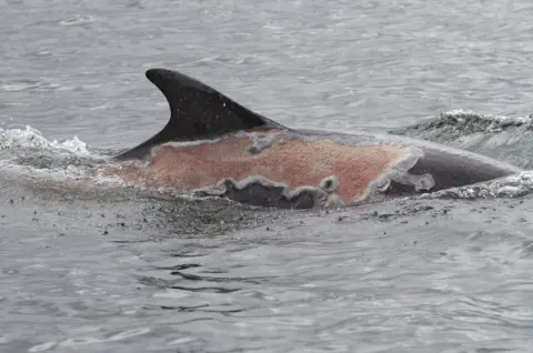 University of Aberdeen Sunburned dolphin Spirtle