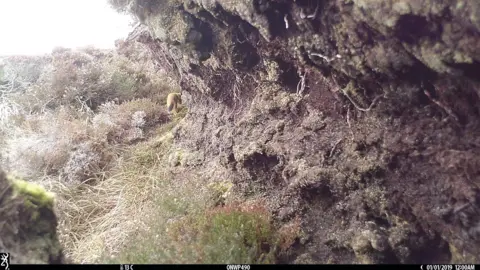 Orkney Native Wildlife Project From the angle of a camera clandestinely situated within the flora and fauna of Rousay, a stoat can be seen sneaking into the distance.