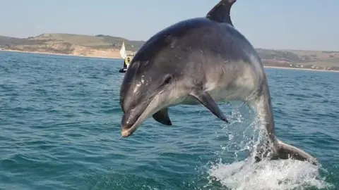 Jurassic Jetski Tours Danny the Dolphin