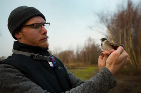 BBC Paul Perrins holds a reed bunting before releasing it back into the wild