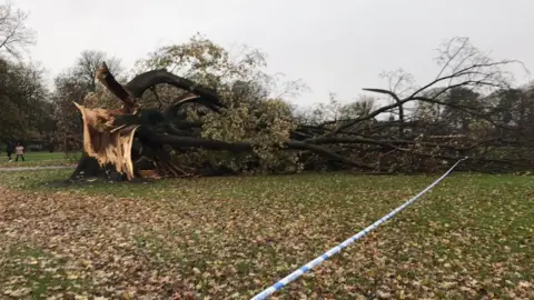 A fallen tree in West Park, Hull