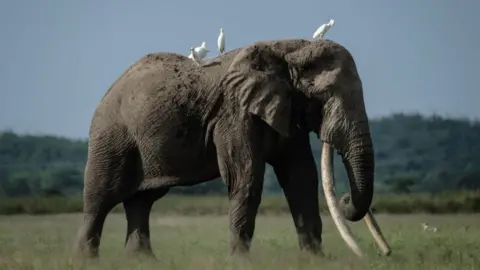 Getty Images Animals including elephants are hunted for trophies to be displayed in the UK