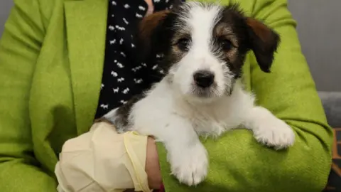 PA Media Dog generic