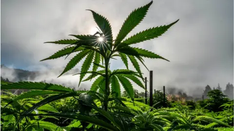 Getty Images Marijuana plant