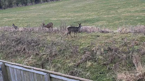 Supplied Three deer on the field which The Grange backs on to. Part of the fence separating gardens from the field can be seen.