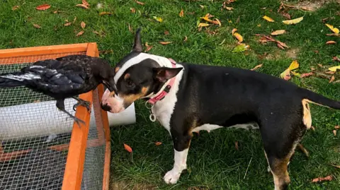 Contributed A black crow sits on top of a hutch with an insect in its beak. A brown and white bull terrier dog stands below looking at the crow.