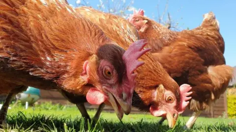 BHWT Hens pecking at grass