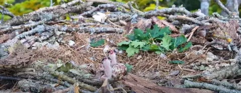 Nest made up of dried grasses and leaves with speckled eggs and two chicks in the centre.