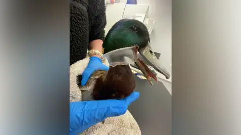 Blyth Wildlife Rescue Centre A green mallard duck is held by a person wearing blue gloves. A plastic pot is wrapped around its neck.