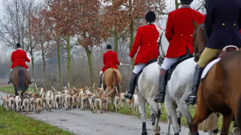Getty Images A group of five people riding on horseback along a country lane. Four of them are in red coats and one in navy. A group of hounds are alongside them.