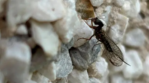 The snakefly has a long body and a head that resembles an ant's head. It has long, delicate wings. The insect is moving across a white, harled wall.