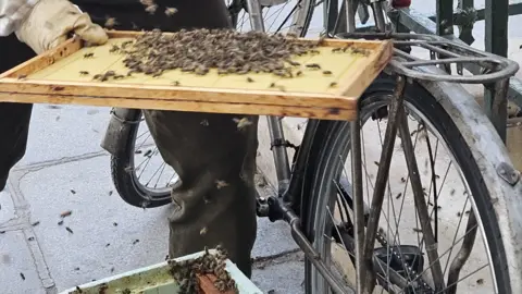 @ma_pauvre_lucette The bees are removed by a beekeeper