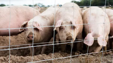 A group of adult pink pigs standing in muck are huddled together behind a wired metal fence.