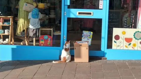 Richard Chisnall Image of a ginger and white cat sitting with their back to the camera outside a shop door.  Beside the cat is a cardboard box.  In the background can be seen a shop window with two mannequins in the window along with a collection of shoes, toys, pictures, china and candles. 