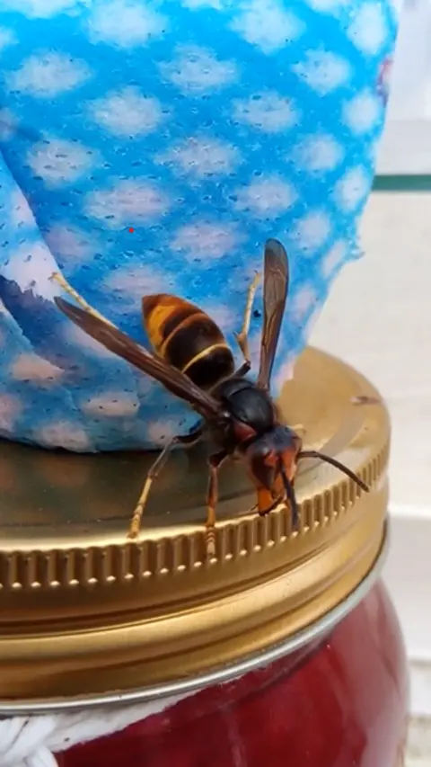 Asian Hornet Team A hornet spreading it's wings on the lid of a jar. 