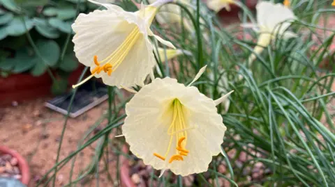 Daffodils growing in alpine houses in RHS Wisley. Yellow flowers are unusual "hoop" shape.