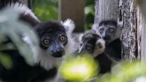 Newquay Zoo three baby lemurs