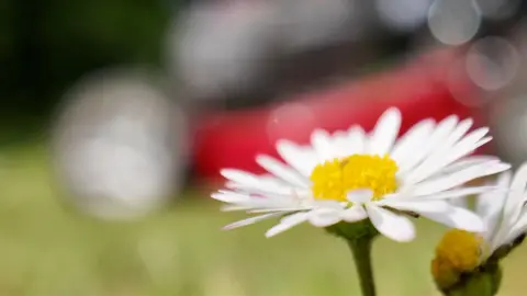 A close up of a yellow centred daisy with white petals on a grass lawn as a mower is pushed past in the background