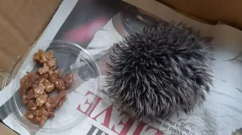 Kennedy News A bobble from a hat which looks like a hedgehog, sits on a piece of newspaper in a box. A bowl of wet cat food is next to it. 