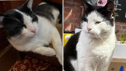 Murphy the black and white tabby can be seen reclining on a pub chair at The Old Windmill pub. Fargo, a black and white tabby, sits on the desk of Just Dropped In record store.