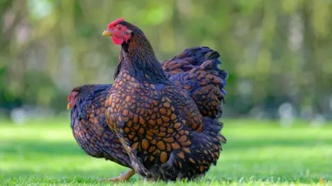 Getty Images Chicken