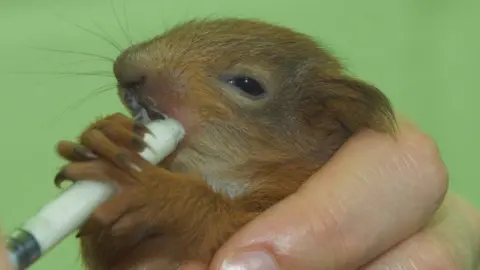 Scottish SPCA Squirrel