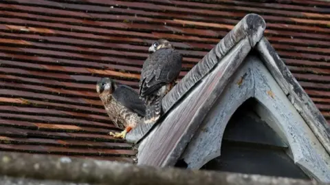 Michael Barrett Two of the male Peregrines perch on a table on the church roof. They are almost looking at each other. One has its back to the camera and turns its head sideways while the other is looking right at the camera. The roof is made of red riles.
