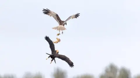 PA Media A marsh harrier male parent passing food to a juvenile