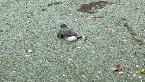 A large dead black bird with a white head is floating on a bed of green weed.