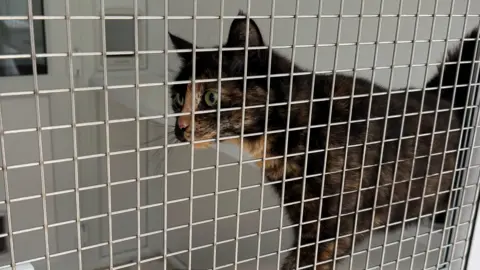George King/BBC A cat can be seen through a gated door standing inside a kennel.
