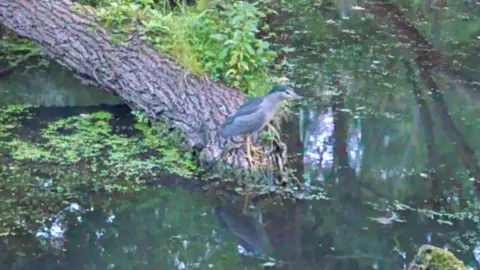 National Trust A still from a wildlife video showing a night heron sitting on a fallen tree in a river. There is green vegetation on the surface of the water, which is a dark green