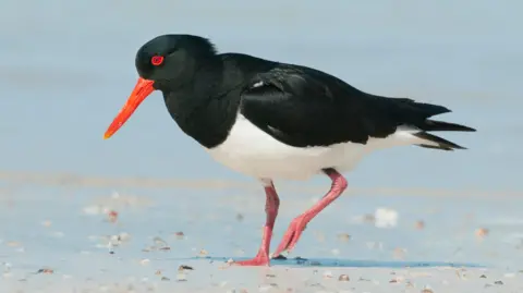 Getty Images Oystercatcher