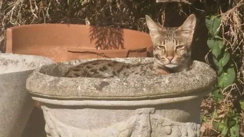 Kevin Murphy A Savannah cat, with brown fur and dark spots with pointy ears is in a cement plant pot which is in a back garden. It is laying down in the pot with its head to the right. The picture has been taken on a sunny day.

